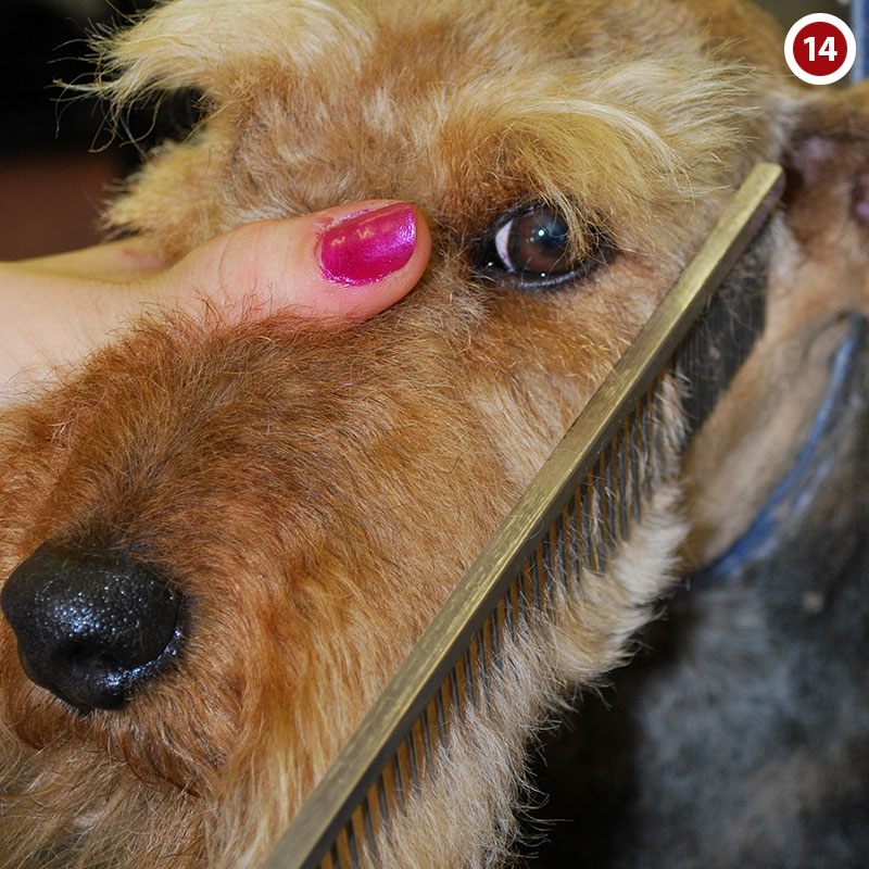 Welsh-Terrier-Groom-Head-17 | groomersgallery.com
