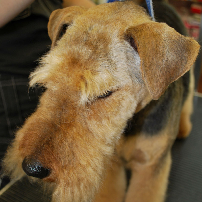 Welsh-Terrier-Groom-Head-25 | groomersgallery.com
