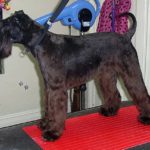 Grooming a Miniature Schnauzer-Before