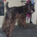Grooming a Miniature Schnauzer-Before