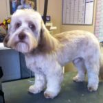 Grooming a Poodle Schnauzer Cross