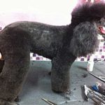 Grooming a toy poodle