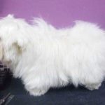 Grooming a West Highland White Terrier