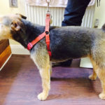 Norwich Terrier After Grooming