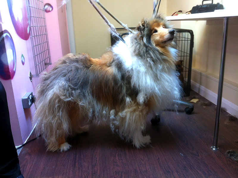 how do you groom rough collie