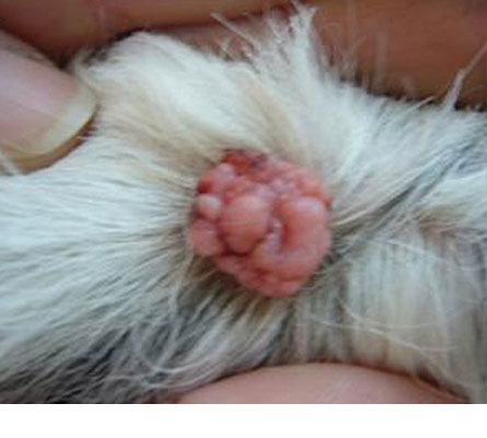 removal of warts on dogs