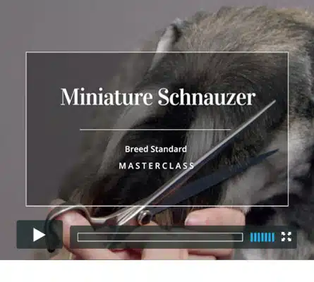 Traditional handstrip - miniature schnauzer