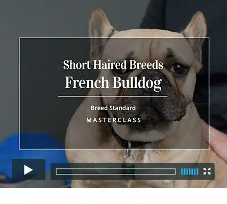 Groomers Gallery - French Bulldog grooming masterclass