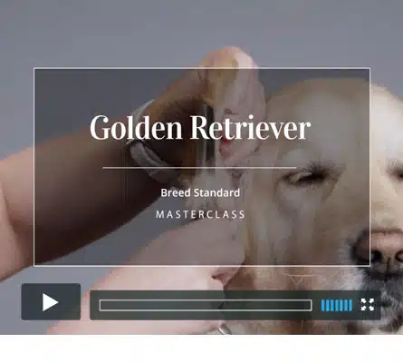Golden Retriever Pet Trim - Groomers Gallery