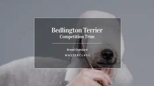 Nancy Brincat Beddlington Terrier Competition Trim - Groom Team England