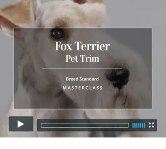 Fox Terrier - Clipped Pet Trim - dog grooming video