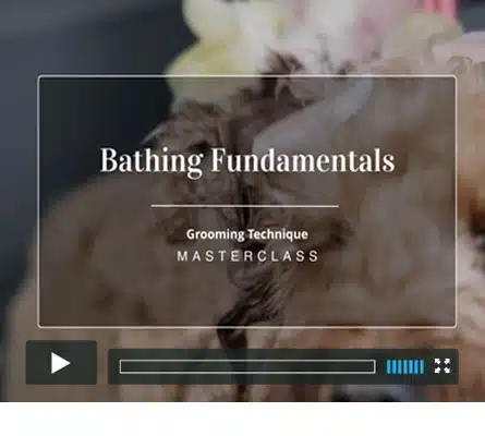 Bathing Fundamentals - Cockapoo - dog grooming