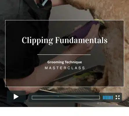 Groomers Gallery - Clipping fundamentals masterclass - dog grooming