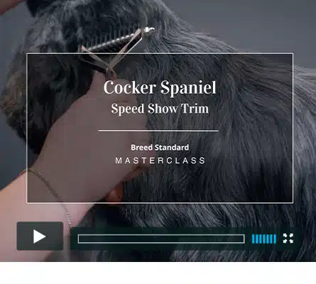 Cocker Spaniel Speed Groom