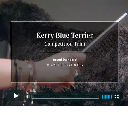 Kerry Blue - competition trim