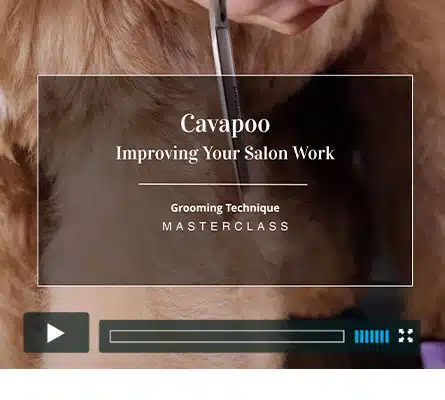 Cavapoo Salon Trim - Christine Anderton dog grooming
